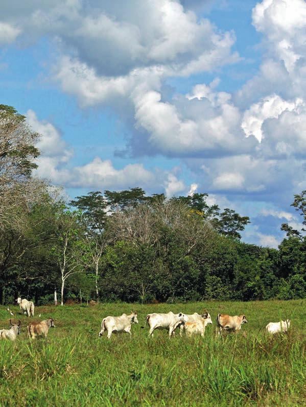 1 Visão de longo prazo para a pecuária brasileira: impactos da