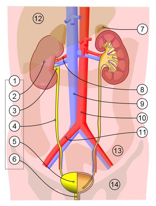 1. Sistema Urinário: 2. Rins 3. Pelve renal 4. Ureter 5. Bexiga urinária 6. Uretra 7. Glândula adrenal (Sistema Endócrino) 8. Artéria e veia renal 9. Veia cava inferior 10. Aorta abdominal 11.