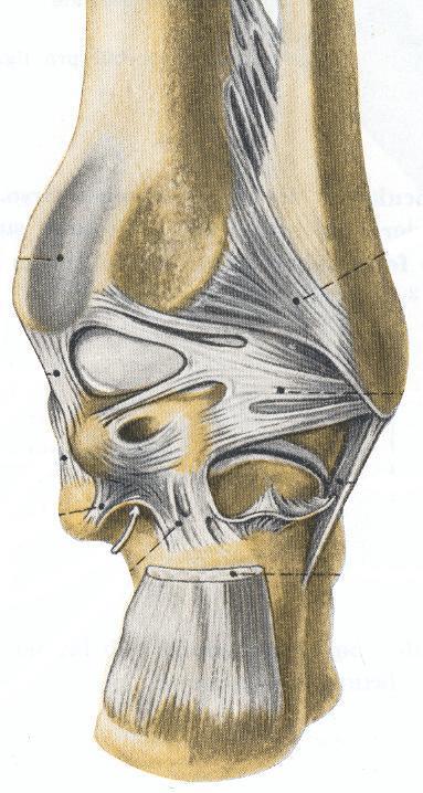 Art Talocrural (Ligg posteriores) Membrana interóssea Lig.