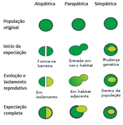 A especiação pode ocorrer de forma linear, como na anagênese, ou se bifurcando e formando grupos irmãos, como na cladogênese.