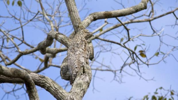 Exemplos de seleção natural Conhecida como urutau-grande, a espécie