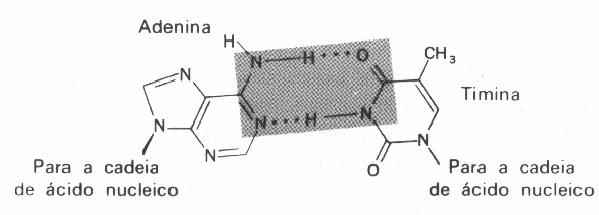 A estrutura 3-D D do DNA As duas cadeias permanecem unidas por ligações de hidrogênio entre os pares de bases.