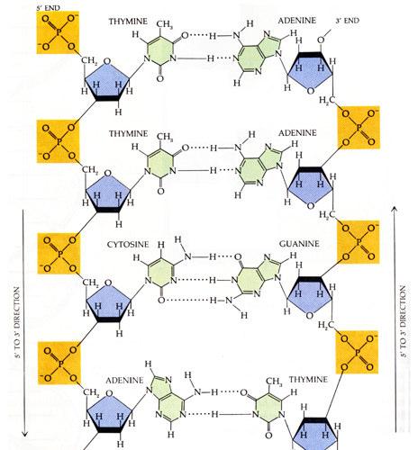 ácido nucléico para a cadeia do ácido nucléico Ignez Caracelli 41 Ignez Caracelli 42 Pareamento de Bases do DNA Pareamento de