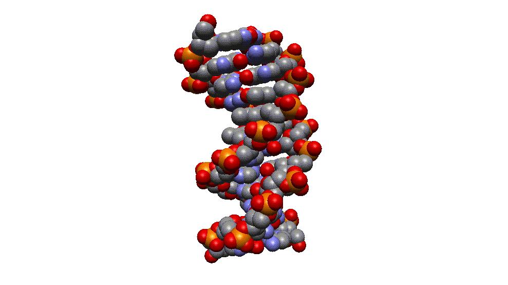 O B-DNA foi obtido quando o DNA estava totalmente hidratado como se estivesse in vivo. O A-DNA foi obtido sob condições nãofisiológicas de hidratação (estava desidratado).