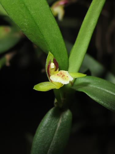 Epidendrum orchidiflorum