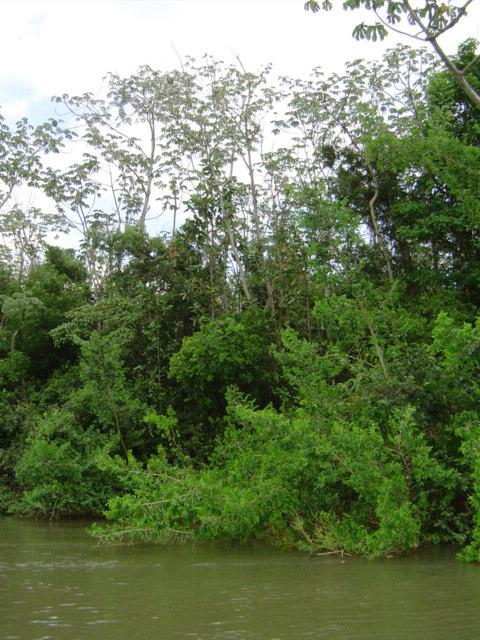 As margens do rio Ivaí (Figura 4) próximas à confluência, devida a alta ação antrópica, são margens com uma pequena quantidade de mata ciliar.