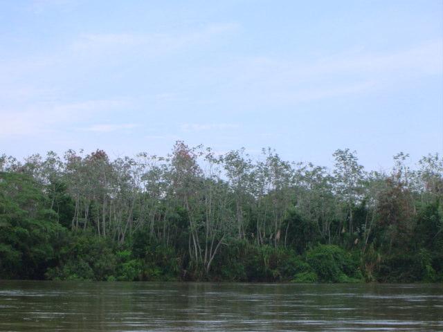 Figura 6 - Margem direita da Ilha Ivaí I no rio Paraná 2 METODOLOGIA (MATERIAL E MÉTODO) O trabalho de campo consiste: 1 - na batimetria dos perfis transversais georreferenciados levantados com o