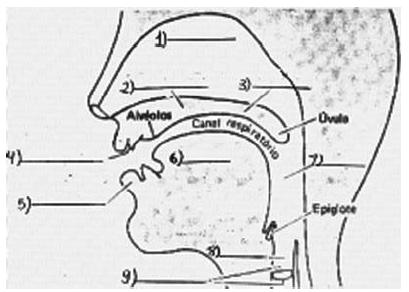 Fonologia da Língua Portuguesa (3) para os órgãos articuladores ( ) dentes ( ) palato mole ( ) glote ( ) traqueia ( ) laringe ( ) palato duro ( ) brônquios ( ) fossas nasais ( ) faringe ( ) lábios (