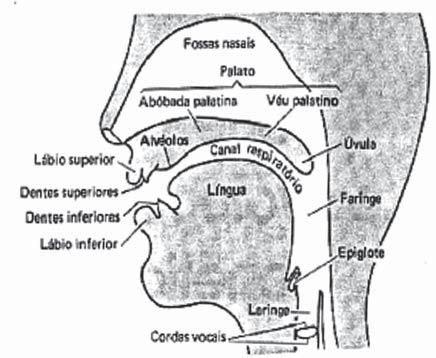O Aparelho Fonador Aula 1 E para você visualizar melhor eis o mesmo desenho com os nomes: CONCLUSÃO Esses três conjuntos de órgãos, descritos anteriormente, caracterizam o aparelho fonador e são