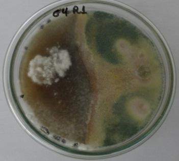 testemunha havia colonizado totalmente a placa, é possível então visualizar o desenvolvimento micelial tanto do fungo Sclerotina e do fungo utilizado no controle biológico