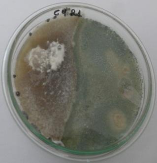 sclerotiorum obtido a partir de plantas sintomáticas de soja no município de Paraúna GO, avaliados pela escala de Bell não apresentou diferença estatística significativa.