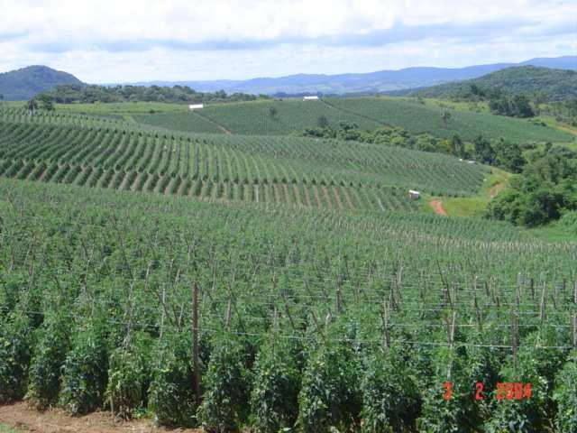 Produção de tomate envarado na