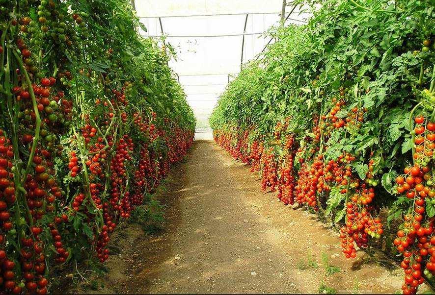 Produção de tomate