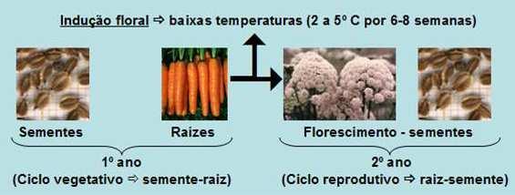 Diferentes critérios de classificação de hortaliças