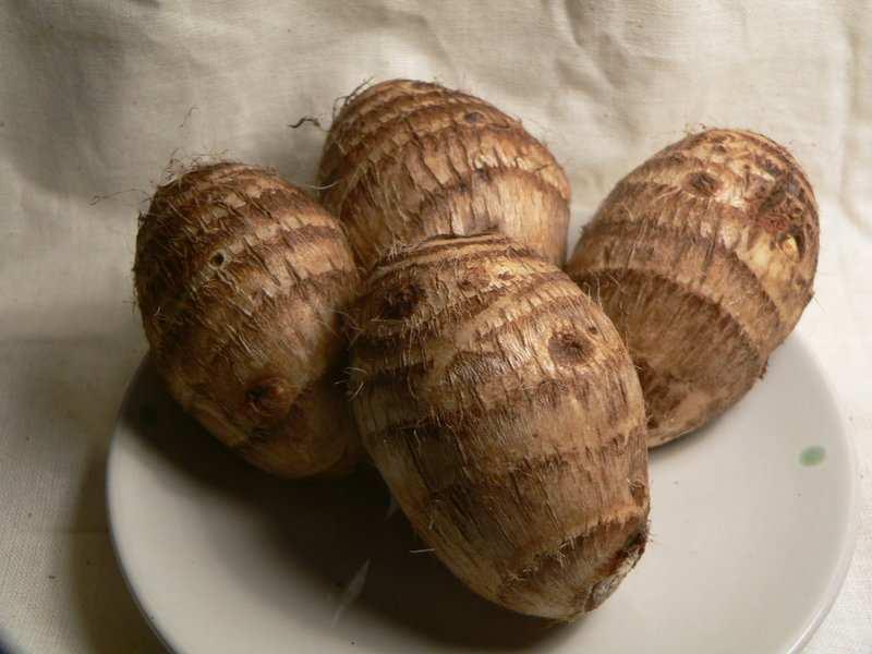 (Colocasia esculenta)