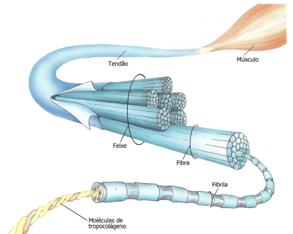 As moléculas de glicoproteínas adesivas também contêm uma parte proteica que se associa aos carboidratos. Porém, ao contrário das proteoglicanas, há uma predominância da parte proteica.