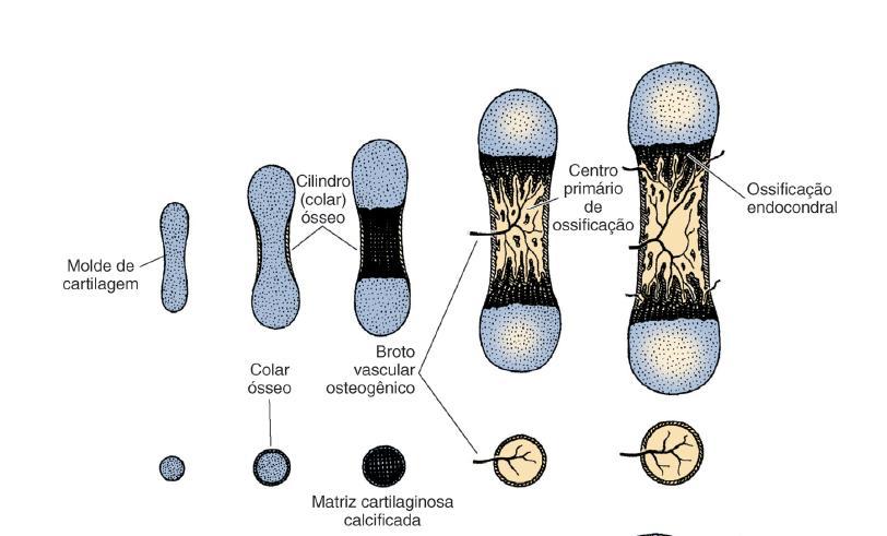 Neste tipo de ossificação, ocorre uma alteração do pericôndrio, que induz a formação de um colar ósseo na