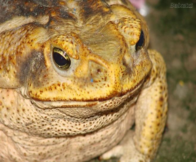 SAPO Têm a pele mais grossa e rugosa, passam mais tempo fora da água, e suas pernas posteriores são menores que as das