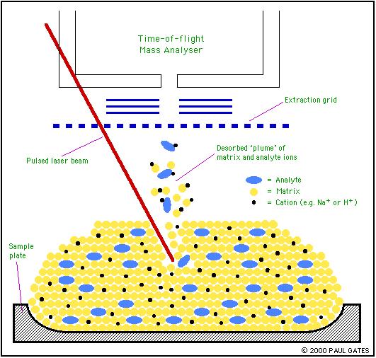 MALDI Analito dissolvido junto com uma substancia orgânica, matriz, que possui absorção intensa no do laser.