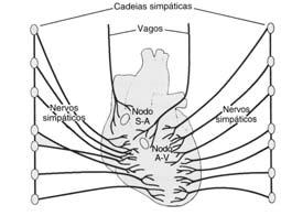 Controle da Pressão Arterial Controle Neural (Controle Rápido) Medula Adrenal (MA) RPT PA MA