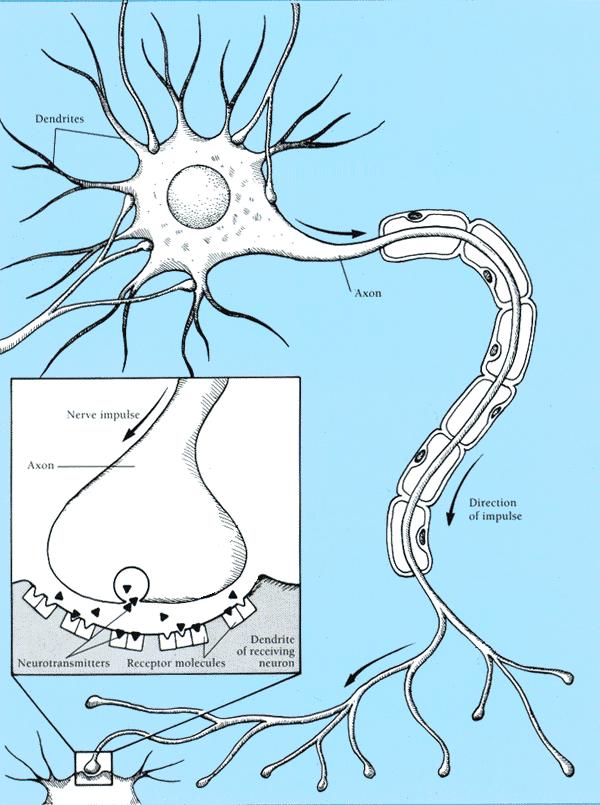 O Neurônio Estrutura do Neurônio: Corpo celular Dendritos (conexões de entrada) Axônio (conexão de saída)
