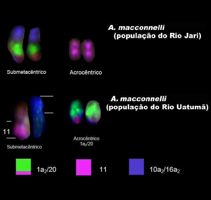 FAMÍLIA ATELIDAE Fusões e