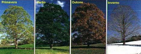 QUEDA DAS FOLHAS Nas províncias do Norte, mormente no sertão, as árvores despem-se de suas folhas apenas no rigor do verão, por causa das grandes secas, que assolam a região.
