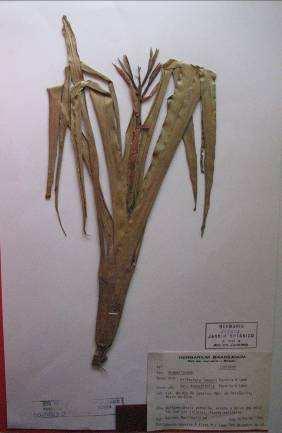 Holótipo de Billbergia lymanii