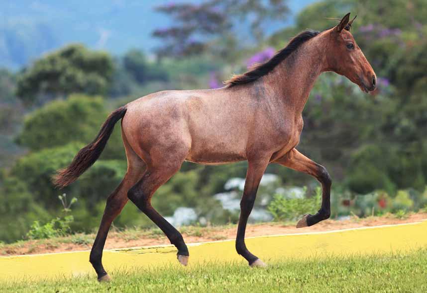 24. Arqueiro IDP Desejo Narciso Hortência Primavera Macho 20/08/2016