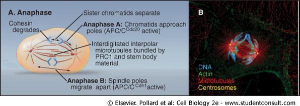 Anáfase Degradação de coesina Separação das cromátides irmãs Anáfase A: cromátides se aproximam dos pólos Microtúbulos interpolares unidos Anáfase B: pólos migram em direções opostas O rompimento das