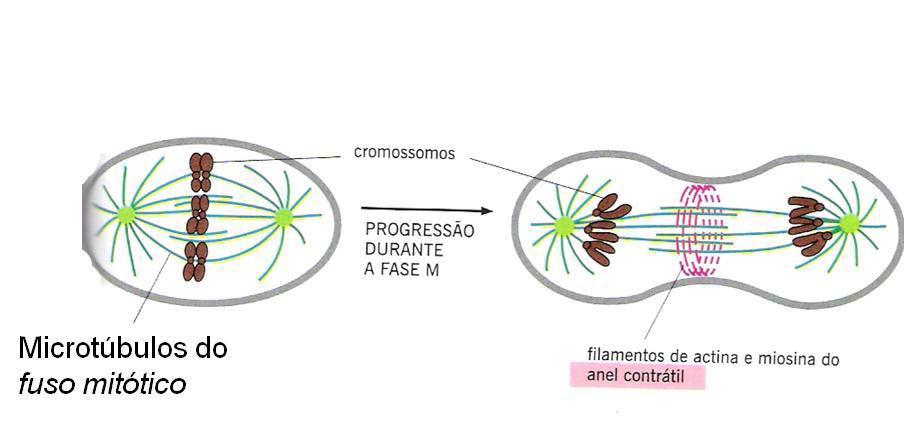 Ação do citoesqueleto Estruturas distintas do citoesqueleto são reunidas em seqüência para processos da fase M: Divisão nuclear -- fuso