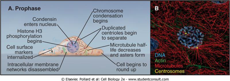Prófase Condensação dos cromossomos mediada por condensina Internalização de receptores de superfície Redes de membrana interna se desmancham