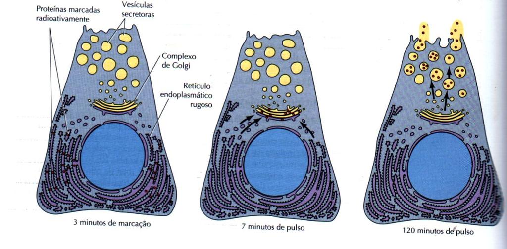 Retículo Endoplasmático Rugoso 5.
