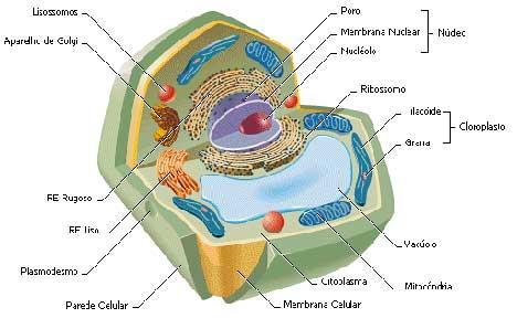 (exceção: hemácias e espermatozóides) Próximo ao