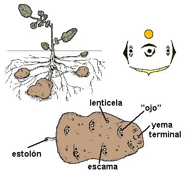 CAULE SISTEMAS SUBTERRÂNEOS TUBÉRCULO não