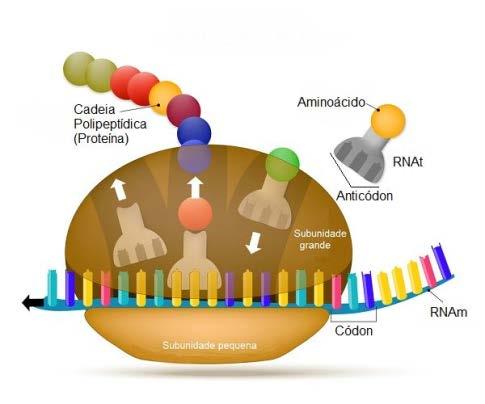 RNA ribossômico (RNAr): * São componentes dos