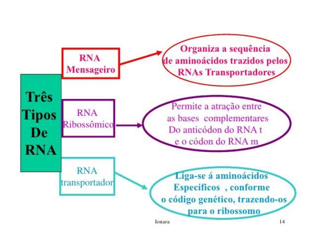 GABARITO: TIPOS DE RNA RNA mensageiro (RNAm): leva a mensagem do código do DNA para o citoplasma.