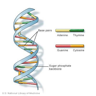 1953: DNA é formado por 2