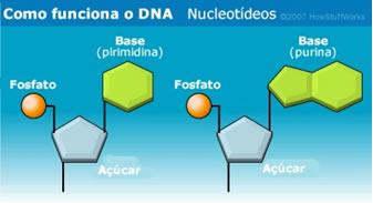 DNA * Longa molécula formada pela união de nucleotídeos.