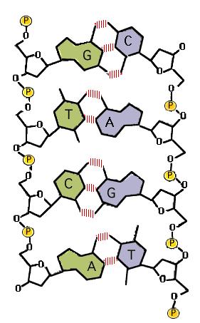 * A helicase ou DNA helicase é uma enzima que promove a abertura da