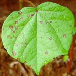 Mancha angular Essa doença é causada pela bactéria Xanthomonas axonopodis pv.