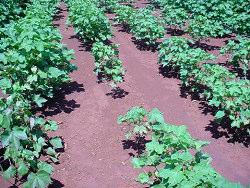 28 Guia de identificação e controle das principais doenças... Foto: Nelson D. Suassuna Fig. 22. Distribuição de plantas sintomáticas (reboleira). 2.3.