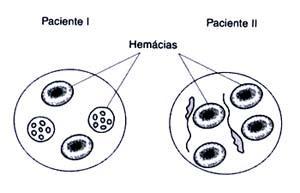 Engenharia de Sorocaba ) Considerando-se o total de bases nitrogenadas do DNA de um mamífero qualquer, igual a 100%, se nela existirem 40% de adenina, a porcentagem de citosina será: 3- (Unicamp) Os