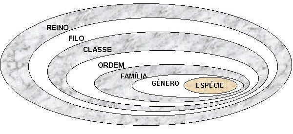 CATEGORIAS TAXONÔMICAS (TÁXON) A medida que se afasta da espécie em