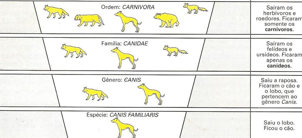 Carnívoros Lobo Leão Urso Raposa Canídeos