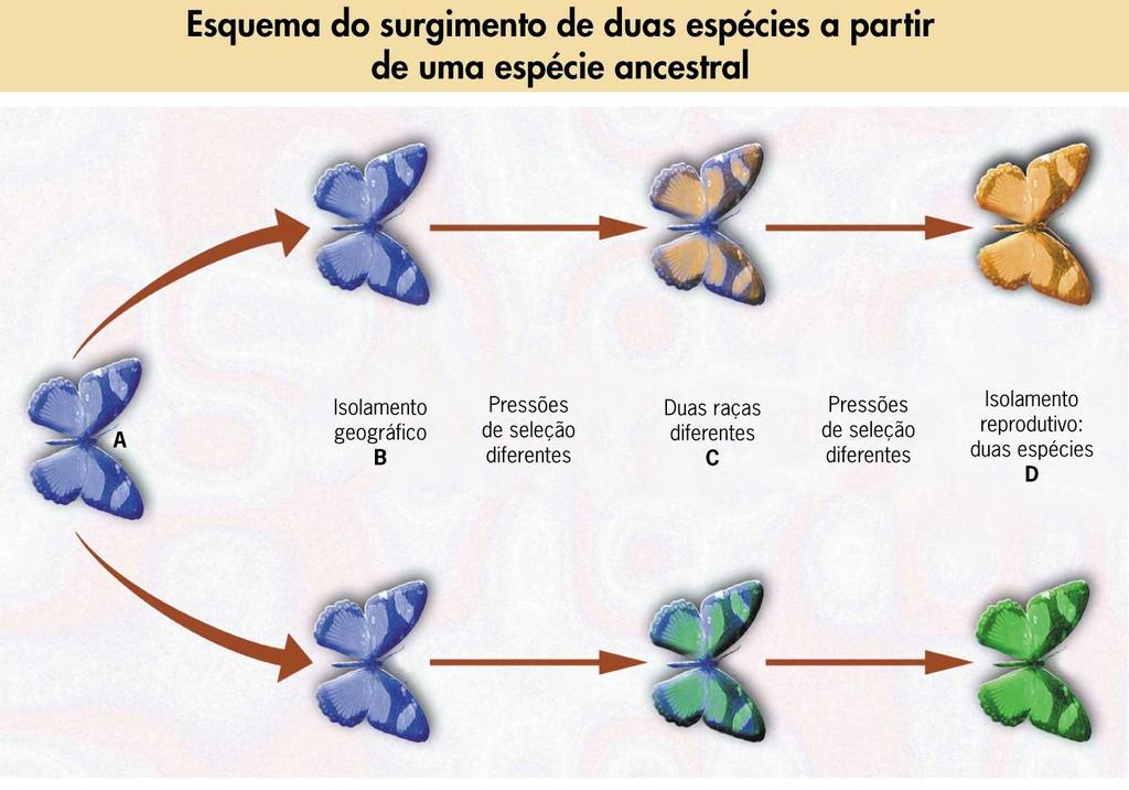 A Isolamento geográfico B Duas raças