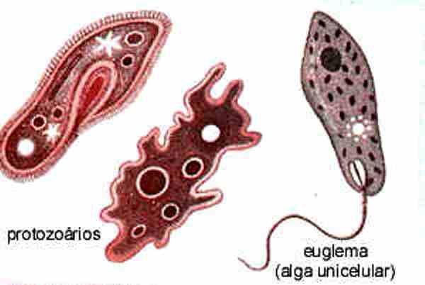 Protista: Protozoários e algas.