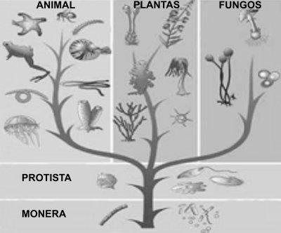 1 Objetivos da classificação Dada a grande variedade de seres vivos, os cientistas os organizaram para facilitar o seu estudo e para estabelecer a árvore filogenética, isto é, um esquema com a