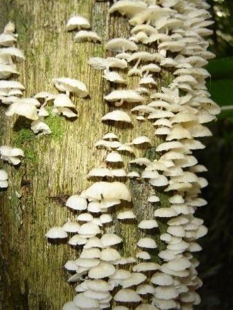Fungi: fungos (cogumelos, bolores,etc.