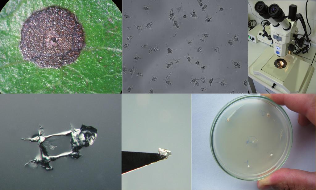 2 Metodologia para cultivo e preservação do fungo causador da entomosporiose da pereira Isolamento Foram realizadas diversas tentativas de isolamento de E. mespili.